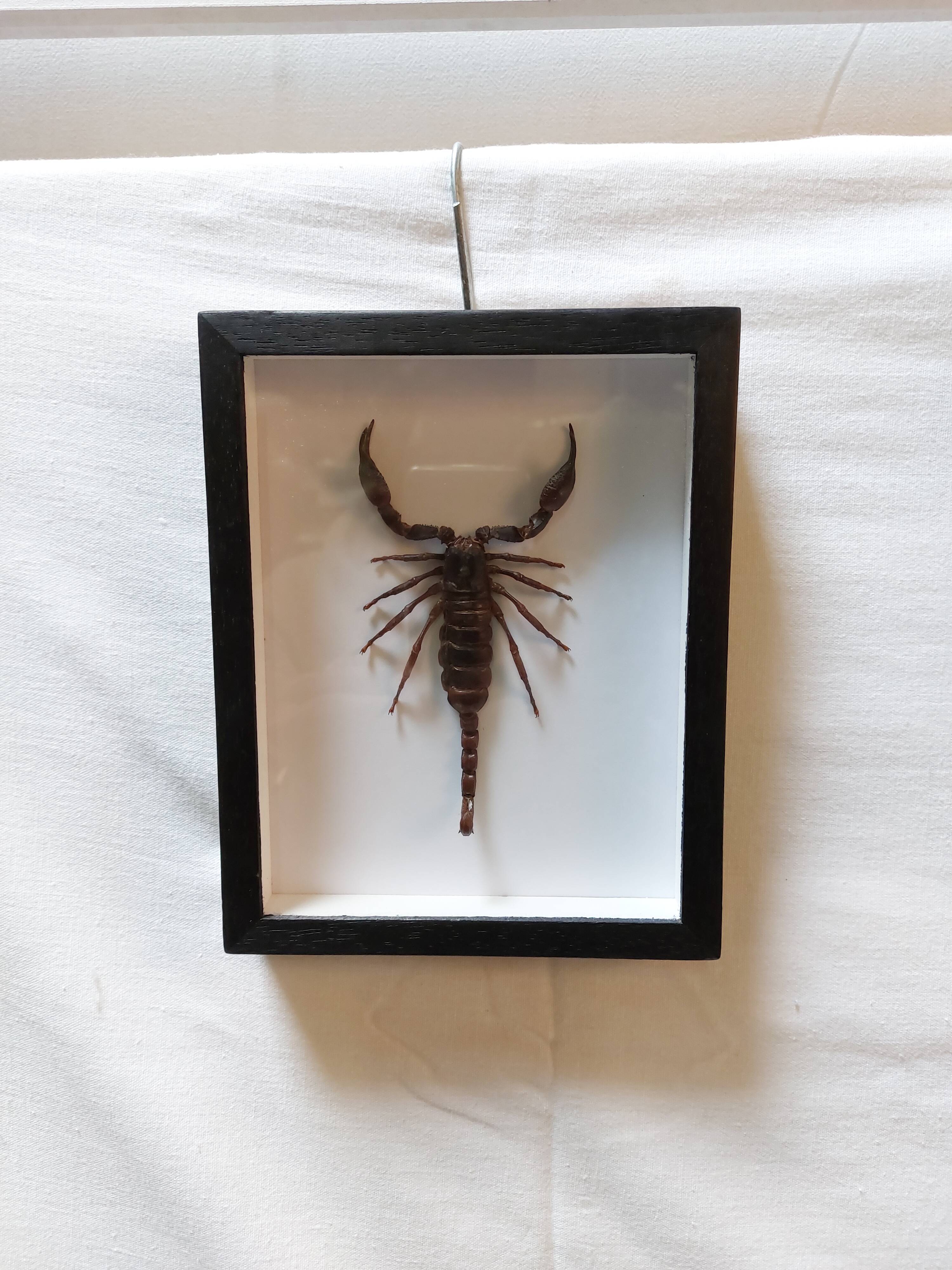 Scorpion stuffed under glass