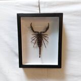 Scorpion stuffed under glass