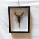 Scorpion naturalisé sous verre