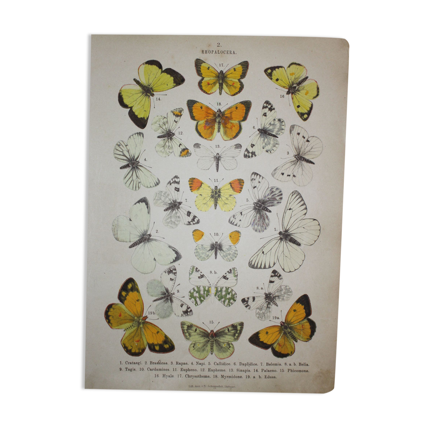 Crataegi butterflies, illustration from 1887 antique print, lepidoptere original insect plate