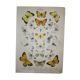 Crataegi butterflies, illustration from 1887 antique print, lepidoptere original insect plate