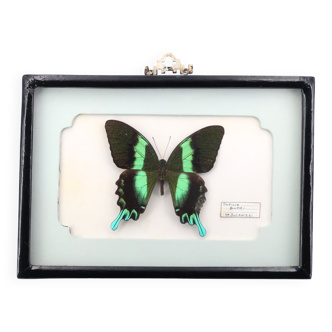 Naturalized butterfly showcase frame black and green Papilio Blumei