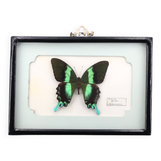 Cadre vitrine papillon naturalisé noir et vert Papilio Blumei