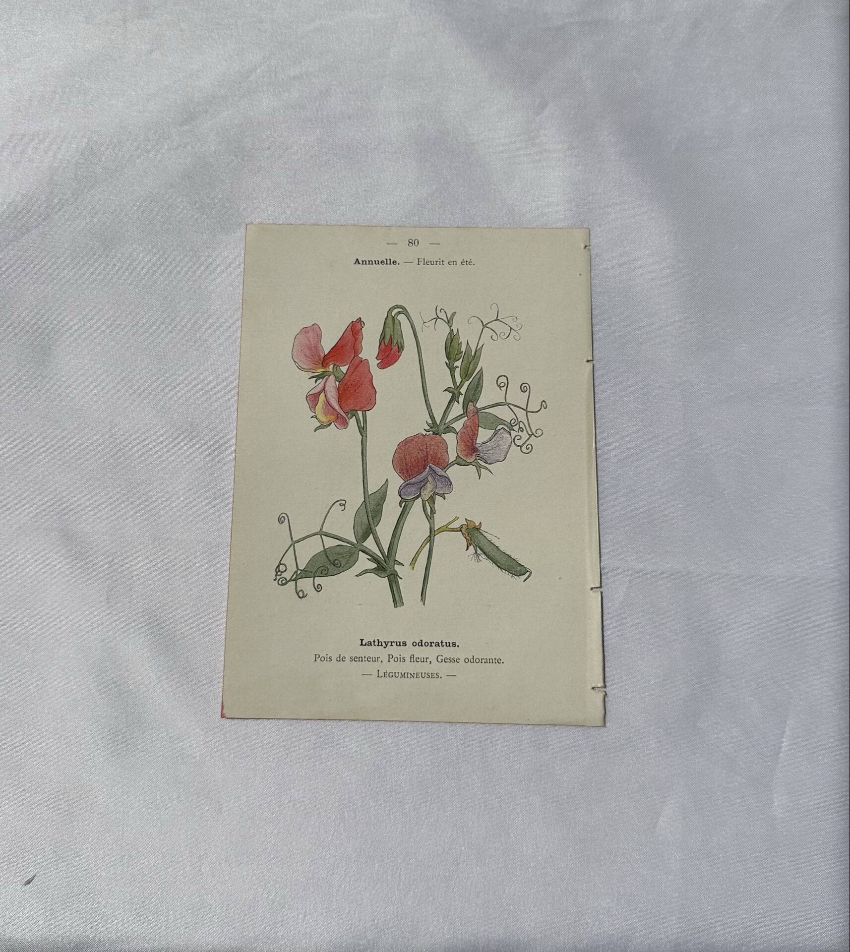 🌿 Botanical Plate Old Naturalist Engraving 19th Century Double-Sided