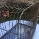 Metal bird cage