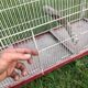 Cage à Oiseaux