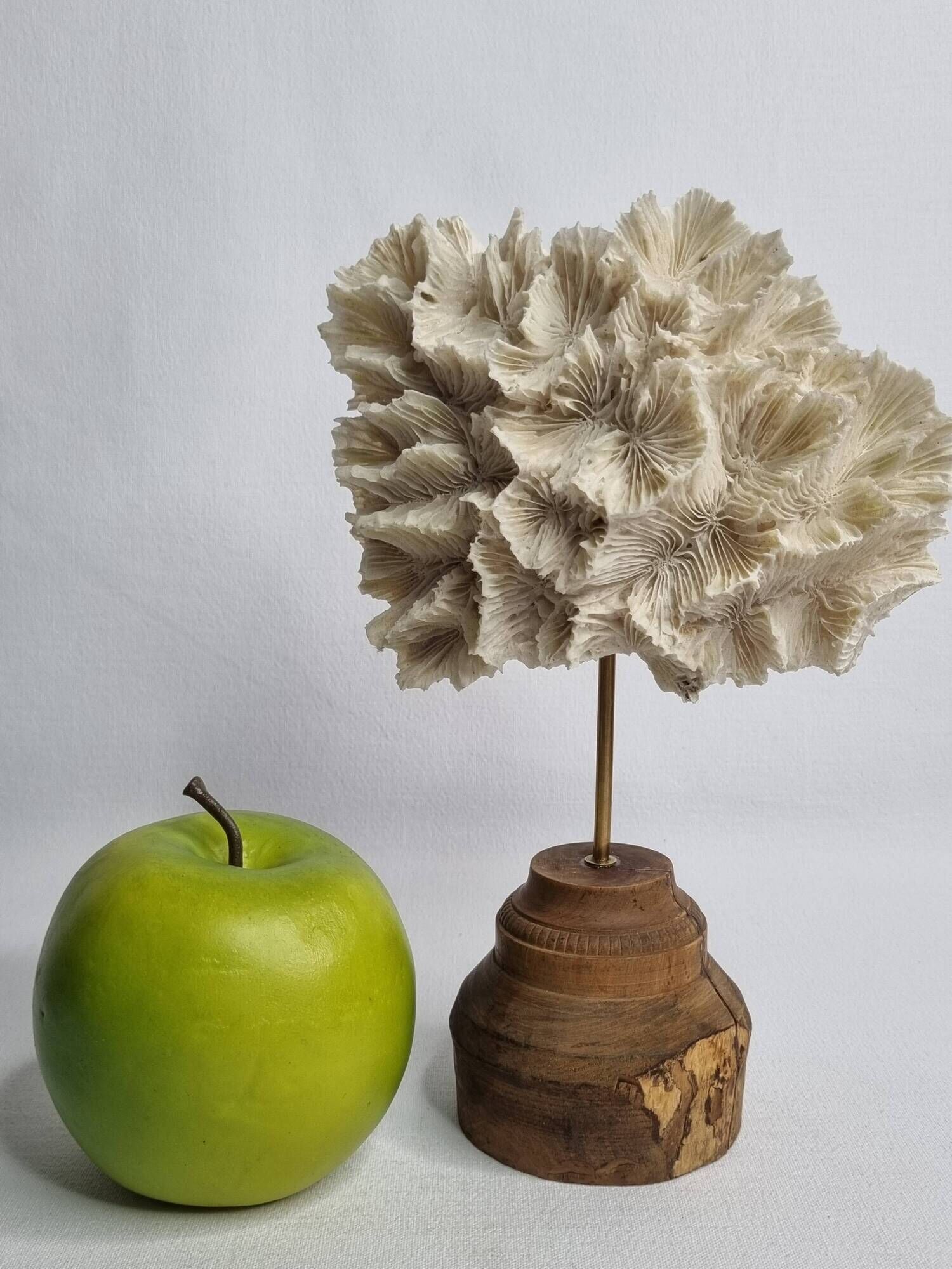 Antique white coral mounted on a turned wooden base – Height 22 cm