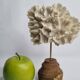 Antique white coral mounted on a turned wooden base – Height 22 cm