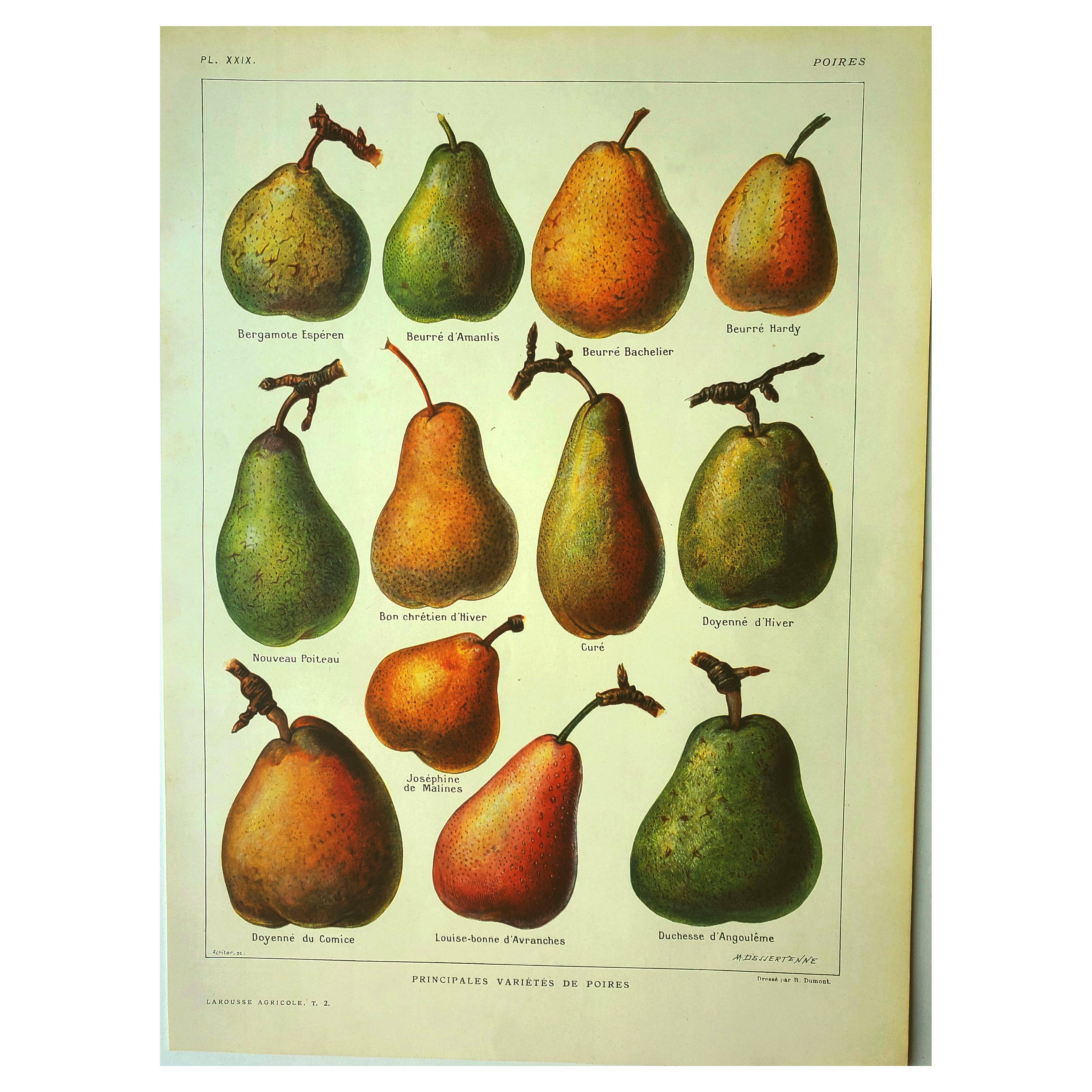 Fruit plate -1921- by Dessertenne - Orchard pear. Vintage engraving