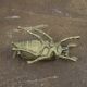 Brass beetle