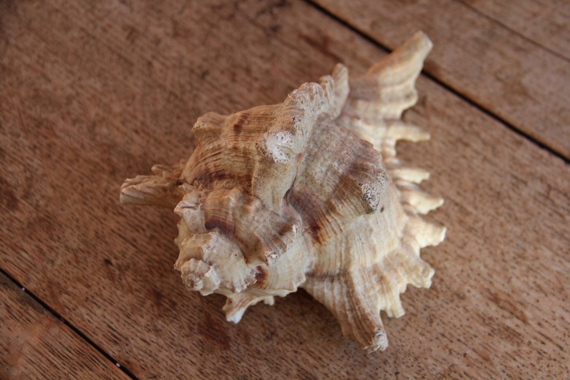 Murex shell