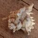 Murex shell