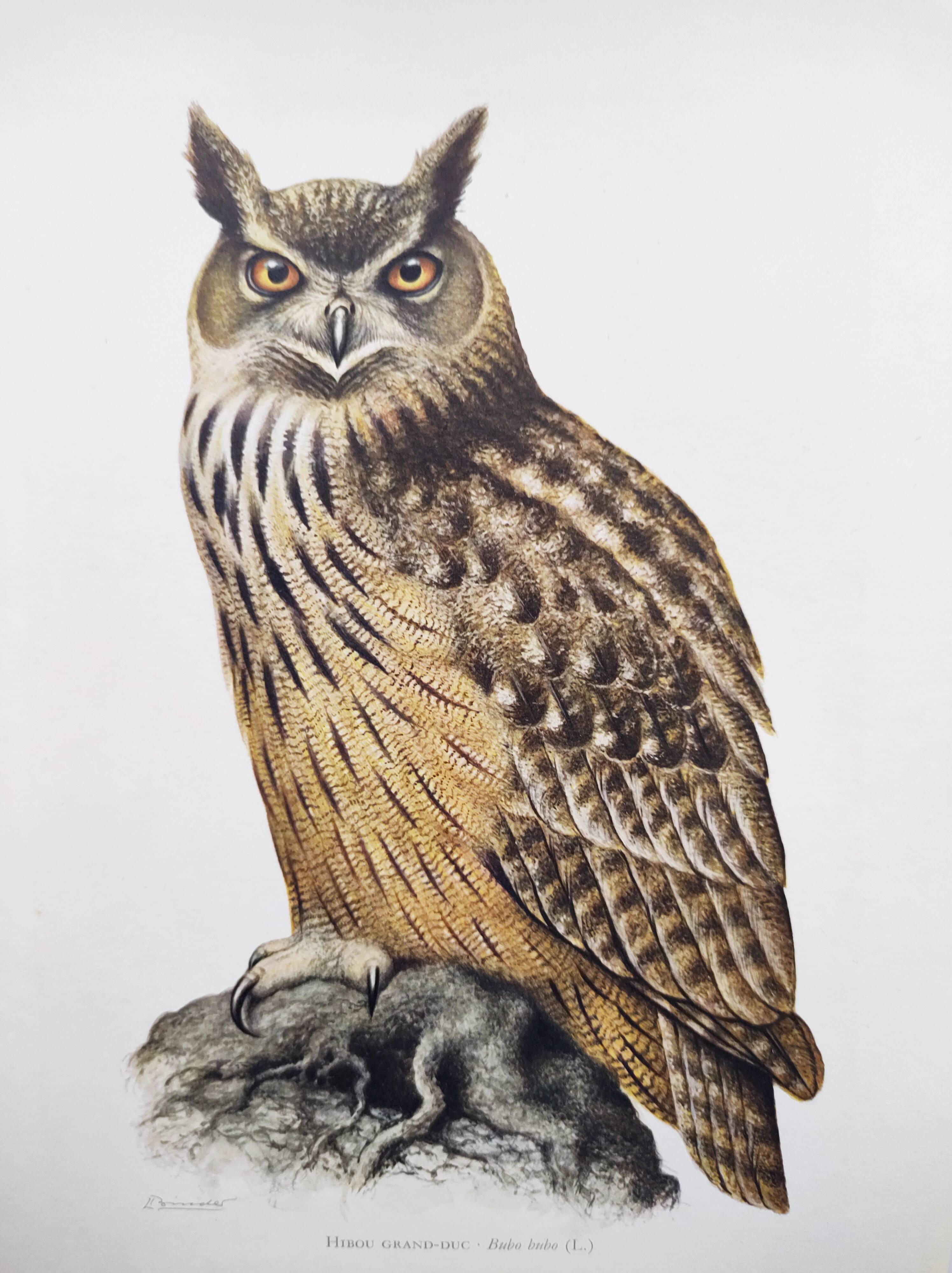 Old bird board 1960s - Eagle Owl - Natural history illustration