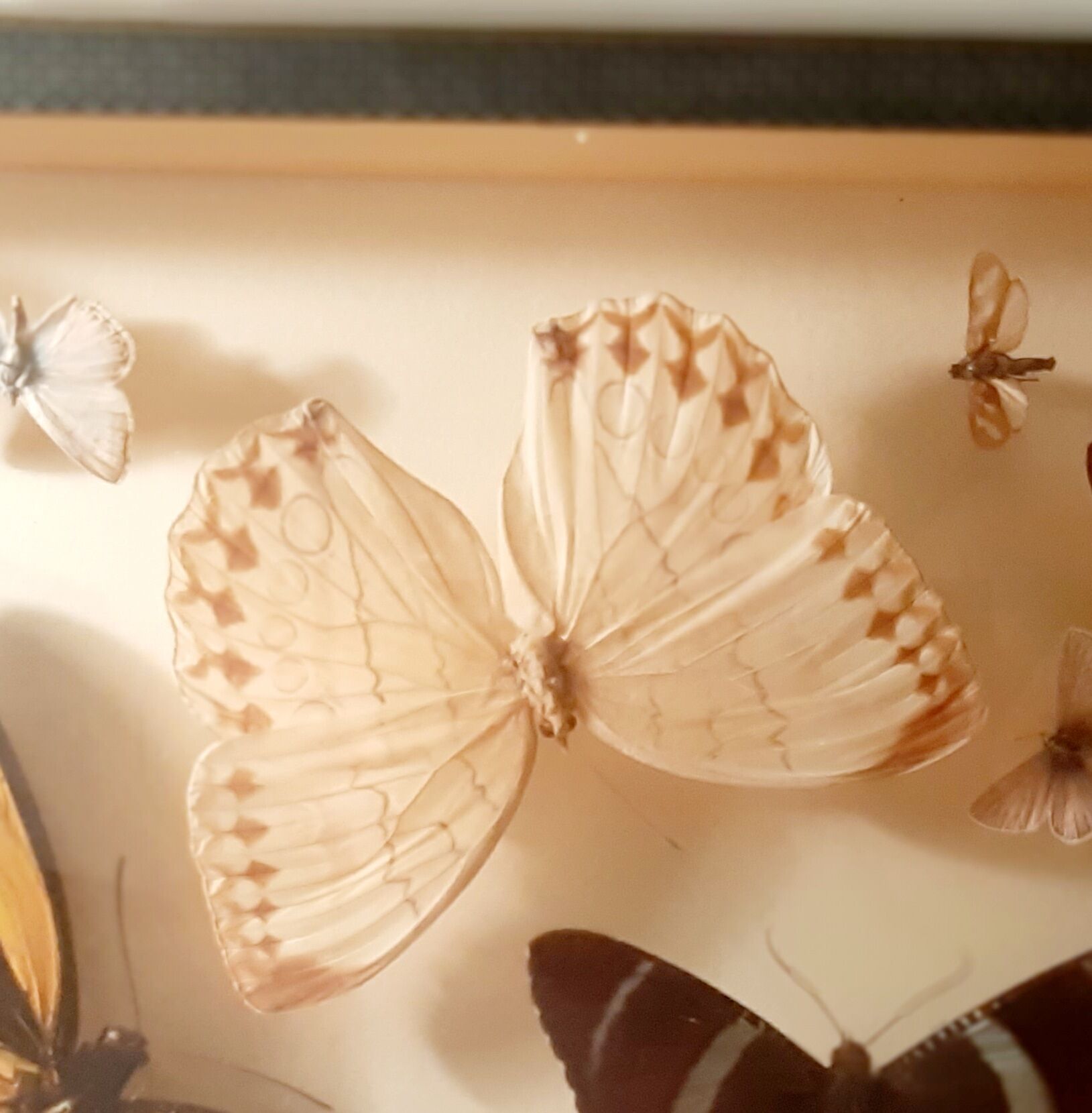 Set of butterflies framed under glass