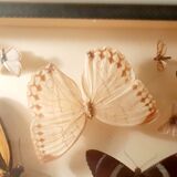 Ensemble de papillons encadrés sous verre