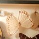 Set of butterflies framed under glass