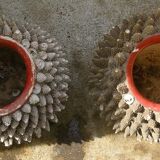 Seashell vases