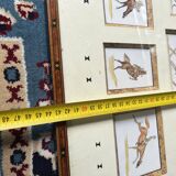 Octagonal frame with 9 humorous equestrian illustrations