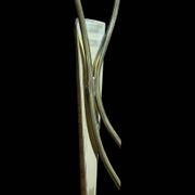 Brass and white opaline "Tulip" wall lights 1950