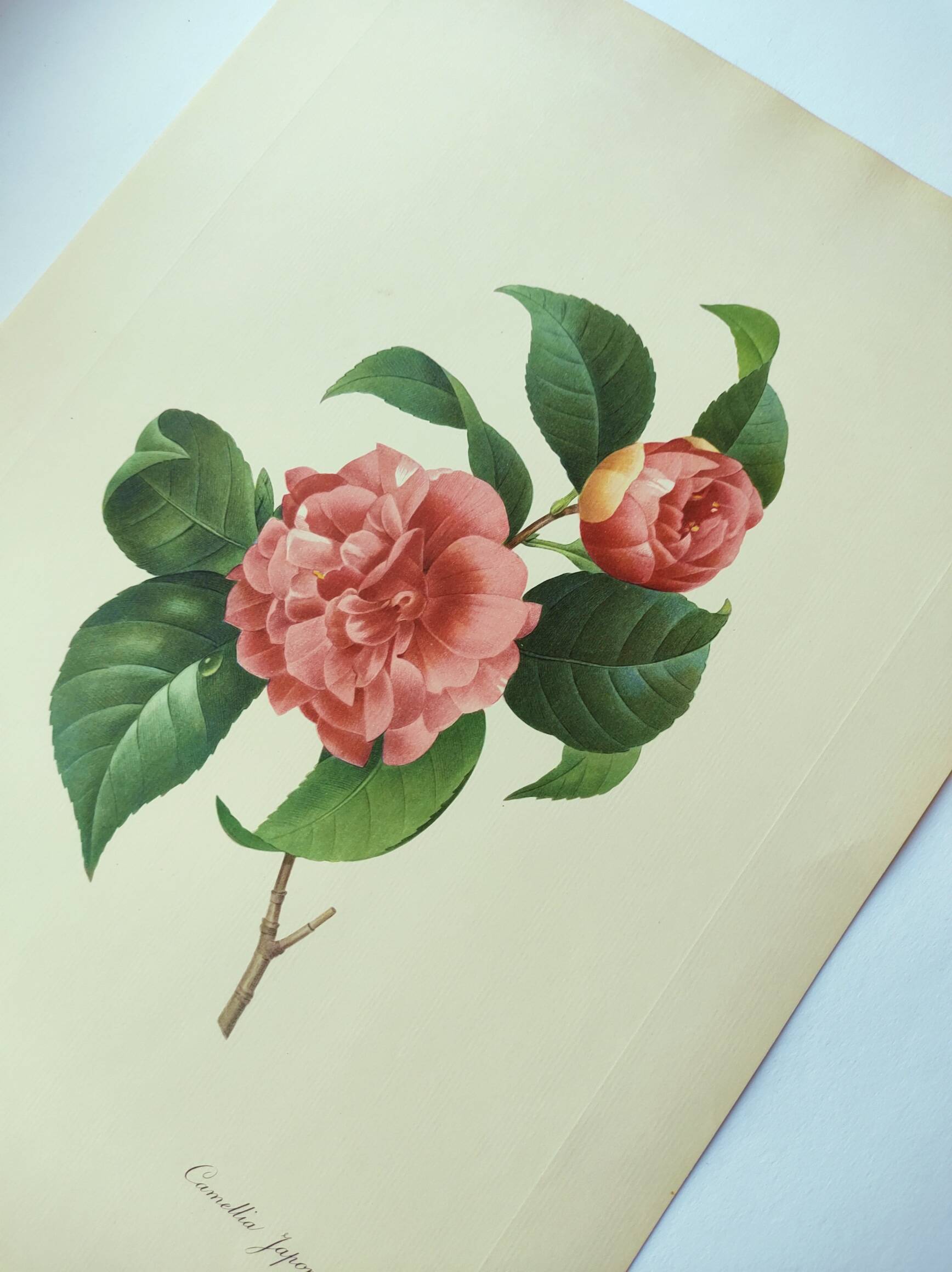 Antique botanical engraving -1955- Variegated Camellia or Japonica- by PJ. Redouté. Vintage Flower