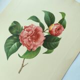 Antique botanical engraving -1955- Variegated Camellia or Japonica- by PJ. Redouté. Vintage Flower