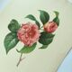 Gravure ancienne botanique -1955- Camellia panaché ou Japonica- par PJ. Redouté. Fleur Vintage