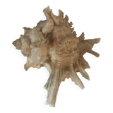 Comoros 7 fingers shell