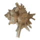 Comoros 7 fingers shell