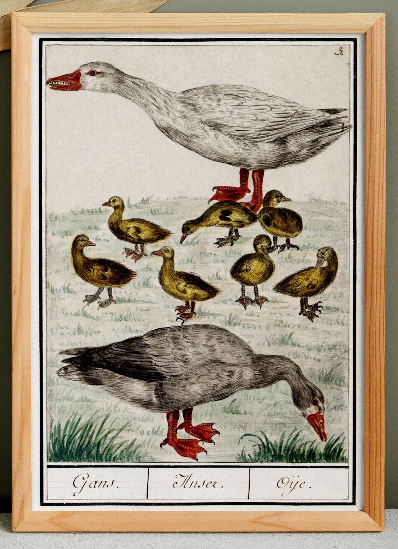 Small poster on "Geese and their ducklings", after an old engraving