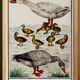 Small poster on "Geese and their ducklings", after an old engraving