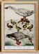 Small poster on "Geese and their ducklings", after an old engraving
