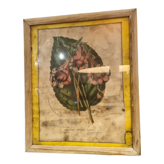 Floral engraving late 18th