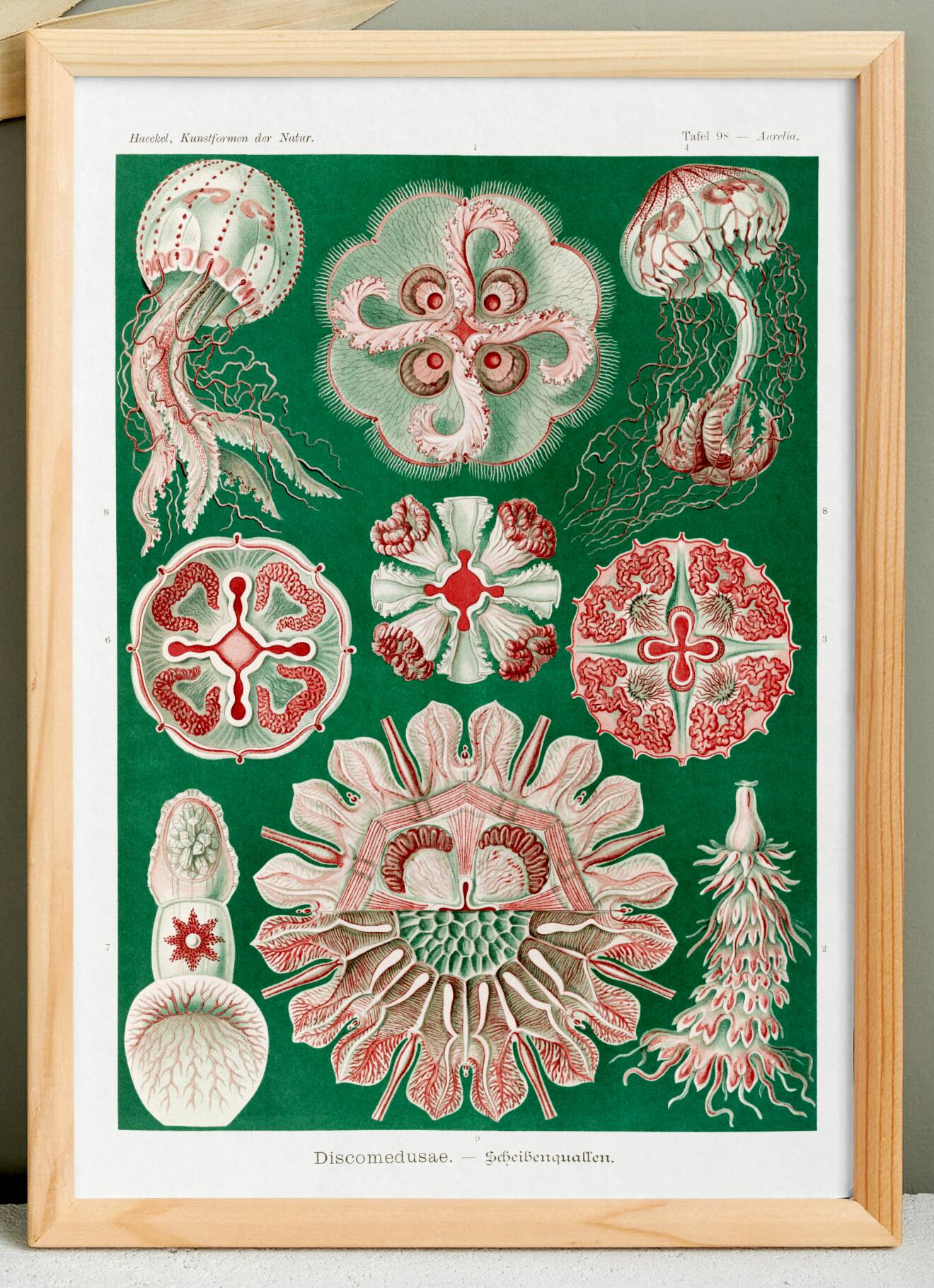 Poster about “disc jellyfish”, based on an old lithograph