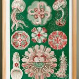 Poster about “disc jellyfish”, based on an old lithograph