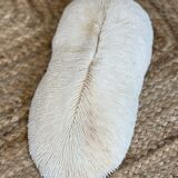 Ancient coral fungia