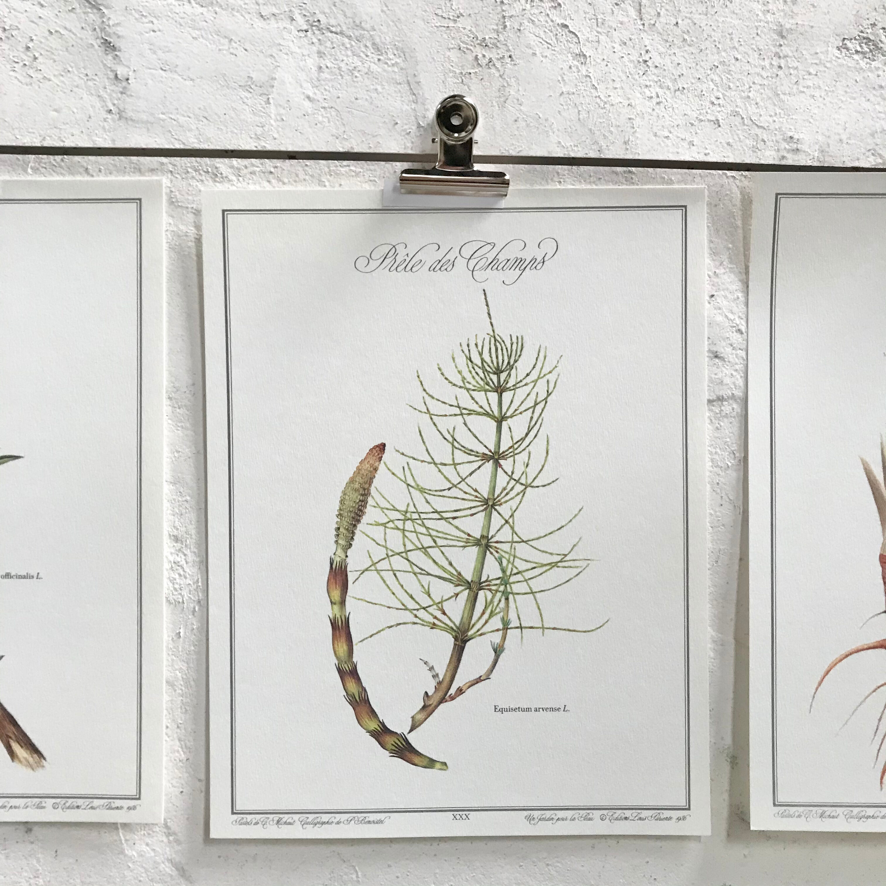 Botanical plank the Prêle des Champs