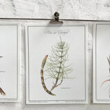 Botanical plank the Prêle des Champs