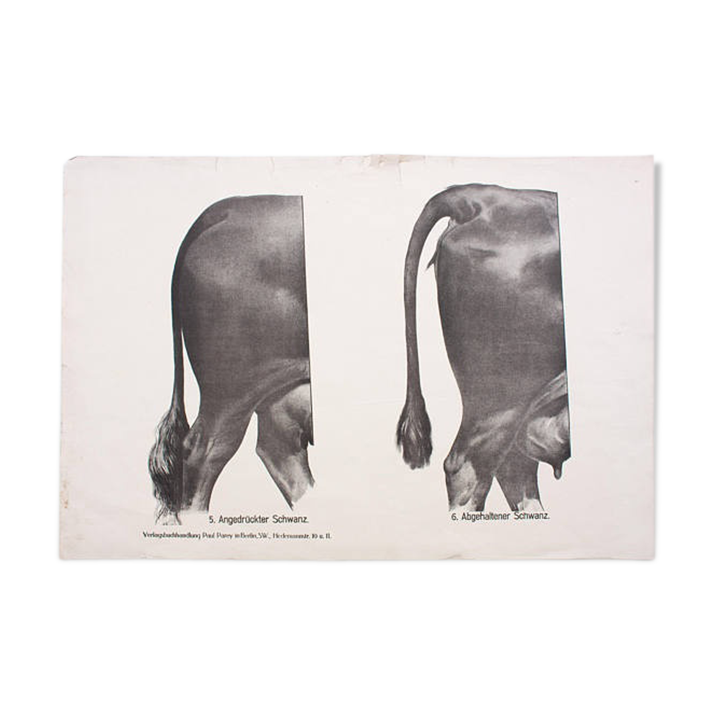 Affiche par Dr G Pusch, « Anatomie de vaches », 1901