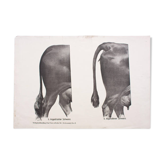 Affiche par Dr G Pusch, « Anatomie de vaches », 1901