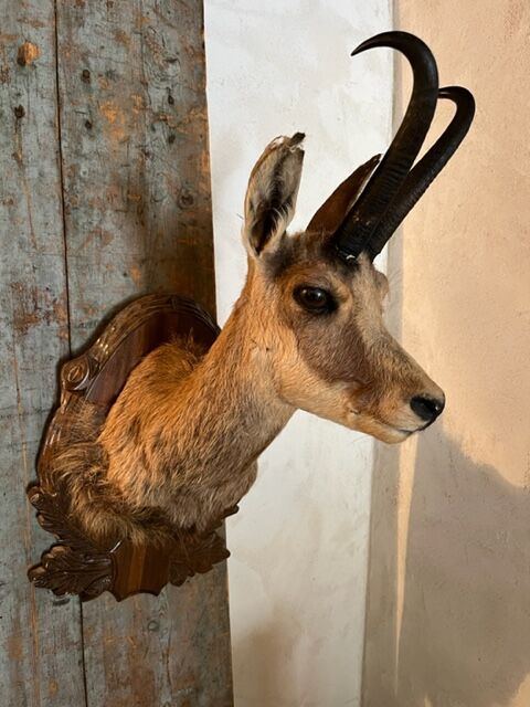 Chamois Hunting Trophy