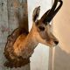 Chamois Hunting Trophy