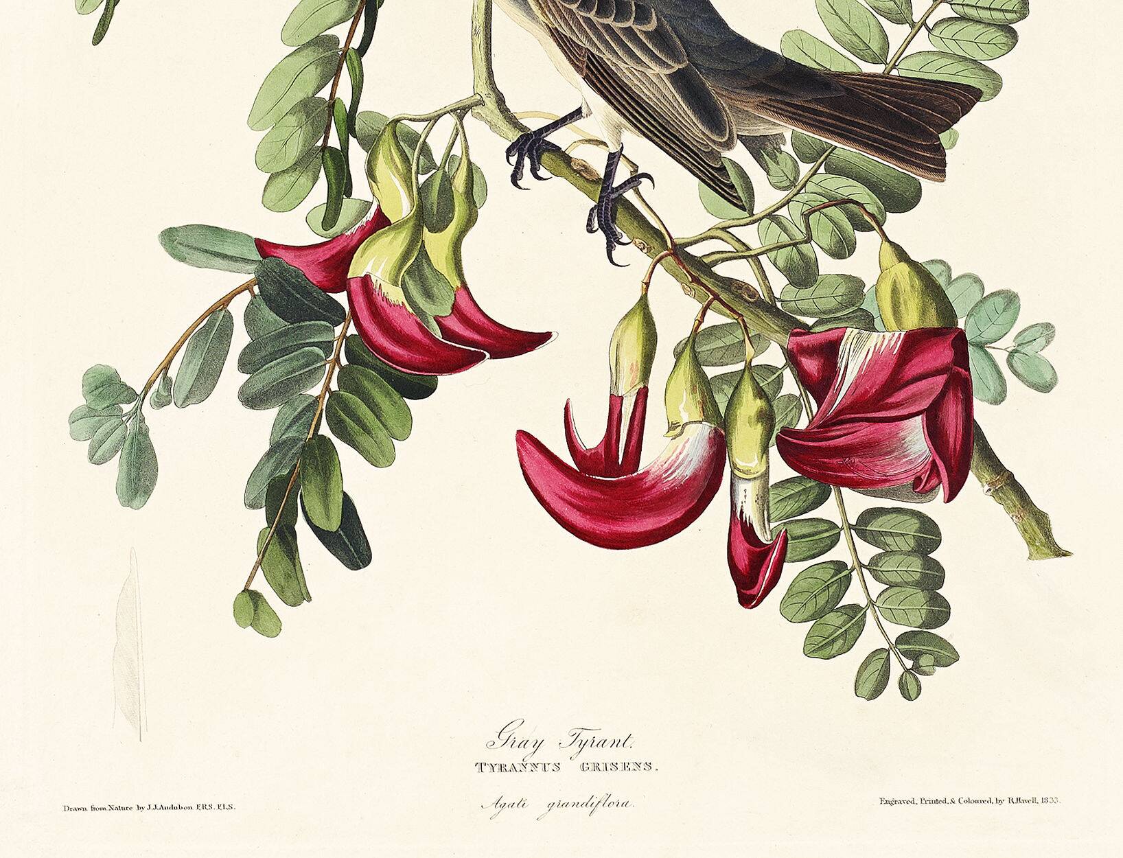 Poster about the Grey Tyrant, based on an old engraving from 1827.