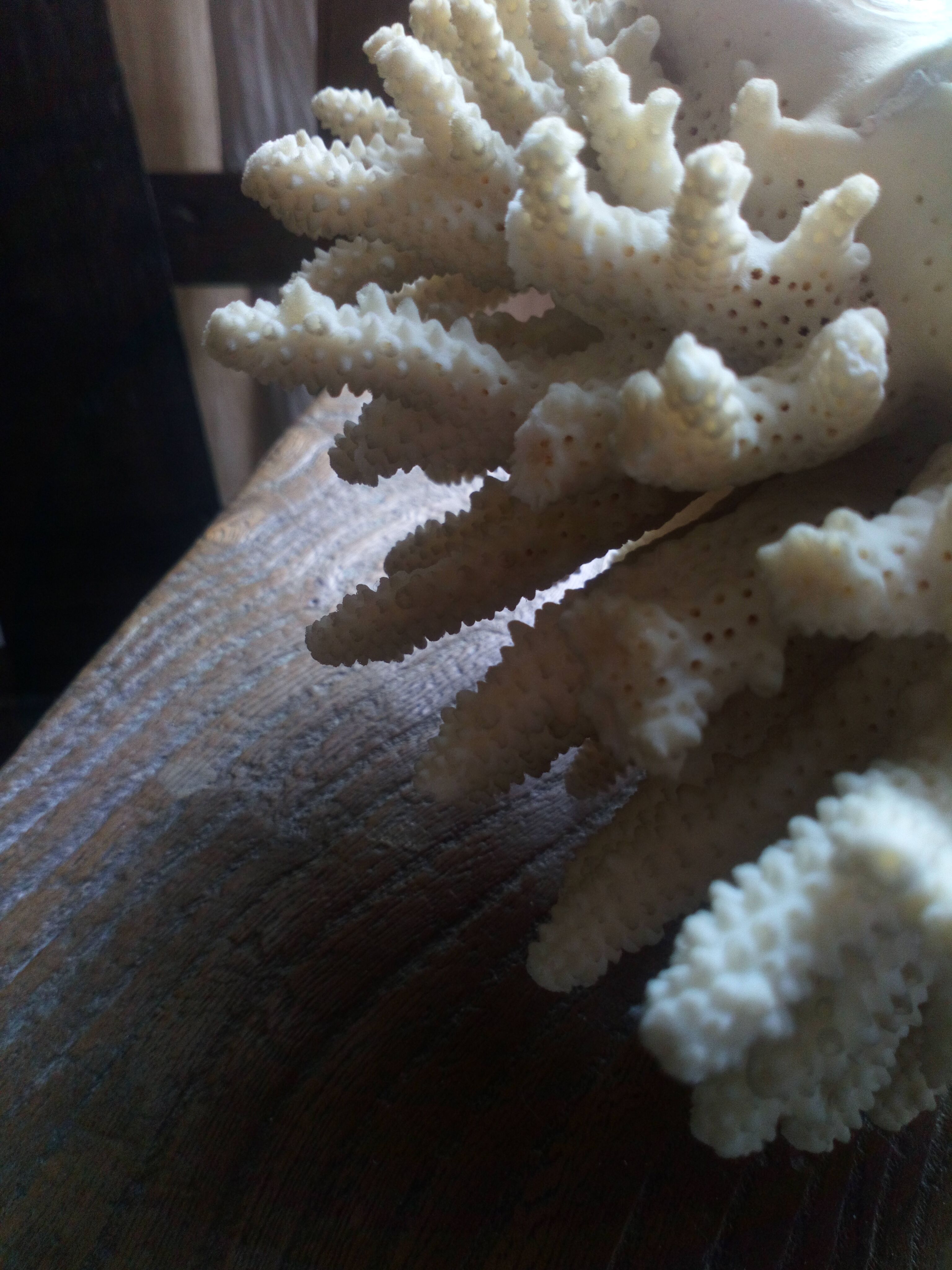 Ancient white coral bouquet