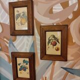 Set of three small framed fruit prints