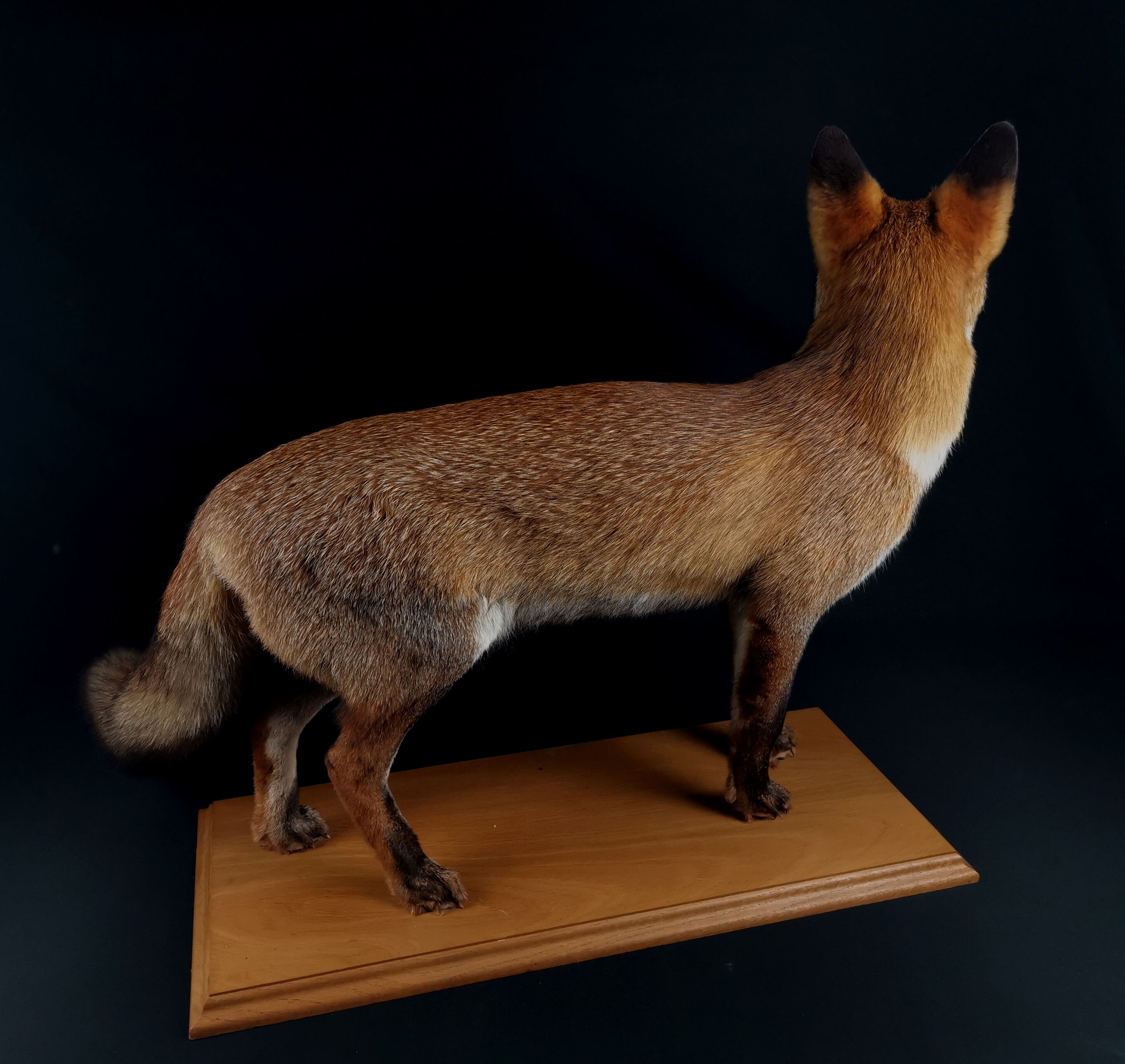 European red fox naturalized taxidermy