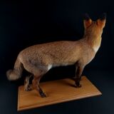 European red fox naturalized taxidermy