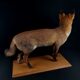 European red fox naturalized taxidermy