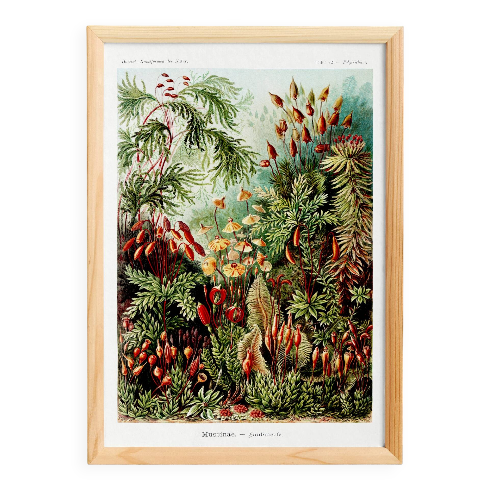 Poster about mossy plants, based on an old lithograph from 1904