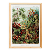 Affiche sur les plantes à mousse, d’après une lithographie ancienne de 1904