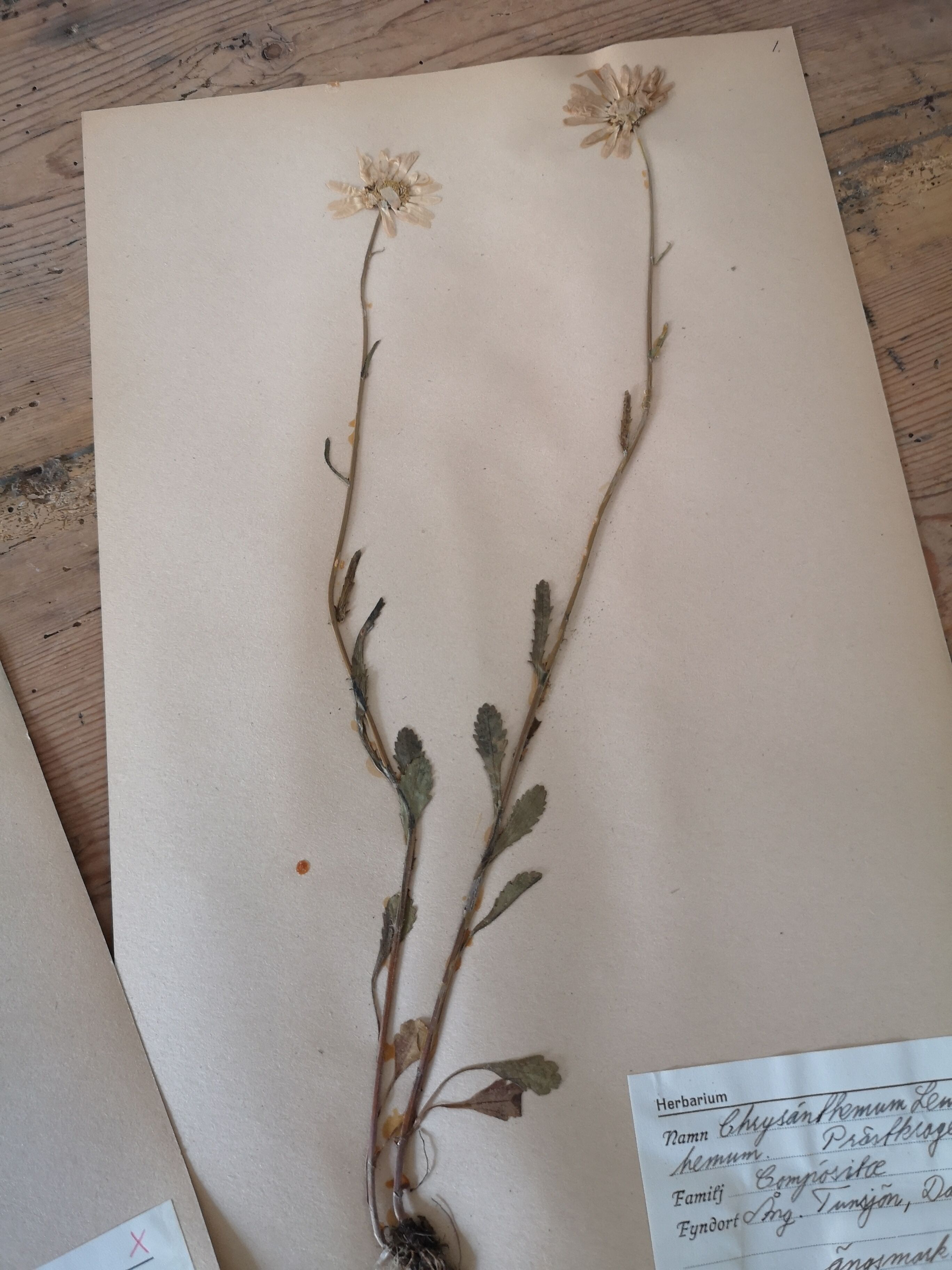 Anders's herbarium - ancient Swedish herbarium boards